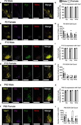 The transcription factor VAX1 in VIP neurons of the suprachiasmatic nucleus impacts circadian rhythm generation, depressive-like behavior, and the reproductive axis in a sex-specific manner in mice